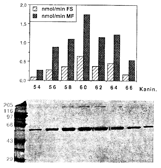 Image6.gif (113922 bytes)