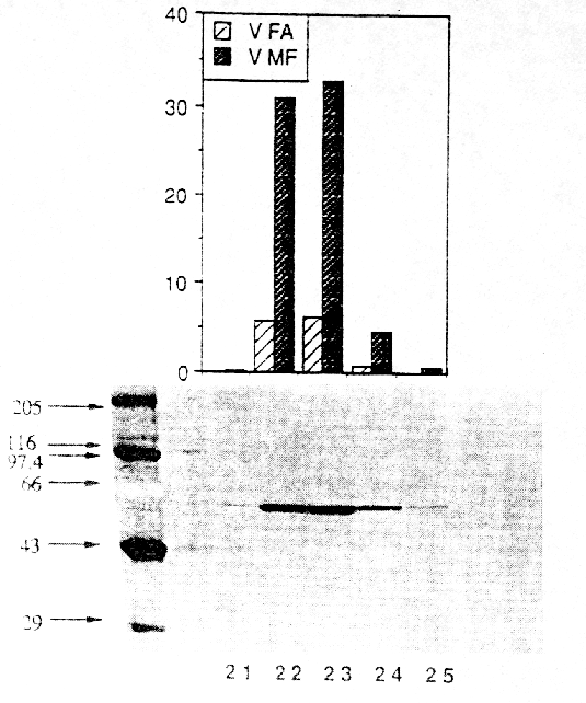Image8.gif (110807 bytes)