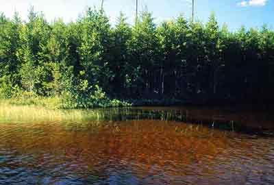 Lake with high concentrations of dissolved organic carbon (DOC)
