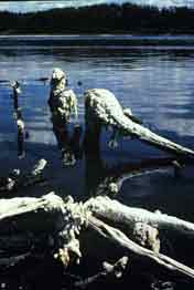 Stumpy Lake, Alberta, which has been affected by decreased water flows