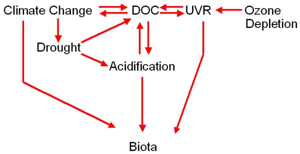The relationships of multiple stressors
