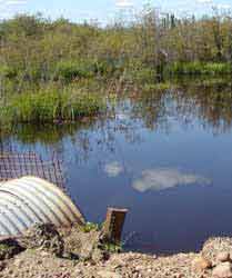 Culverts are often plugged by beavers