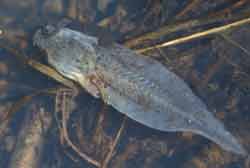 A dead larval Wood Frog