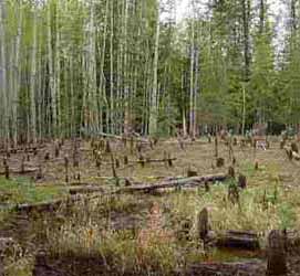 The majority of aspen within 35 metres of the streams were felled by beavers