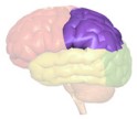 parietal lobe