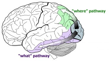 what vs. where pathways