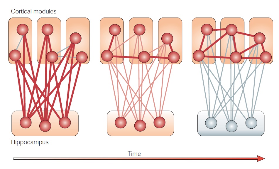 Standard Model of Systems Consolidation