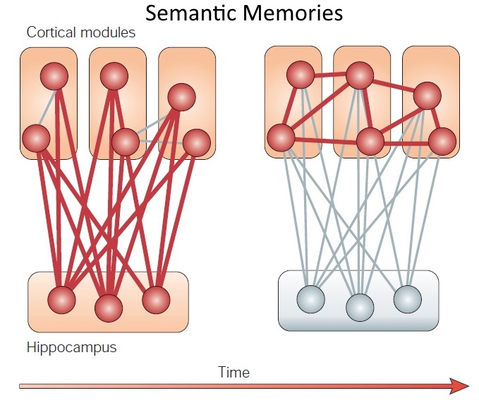 Multiple Trace Theory of Consolidation