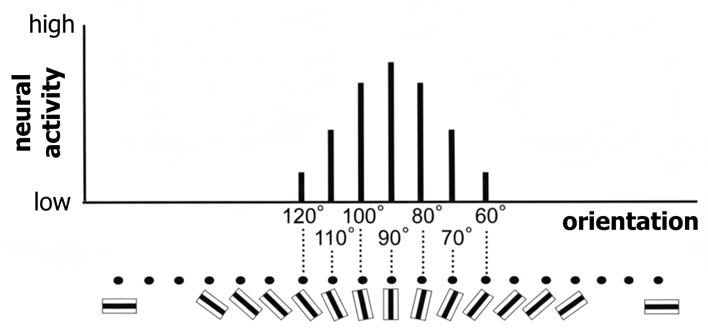 orientation sensitivity