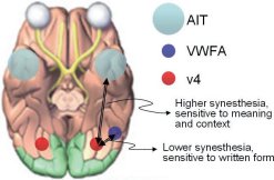 higher vs. lower synesthesia