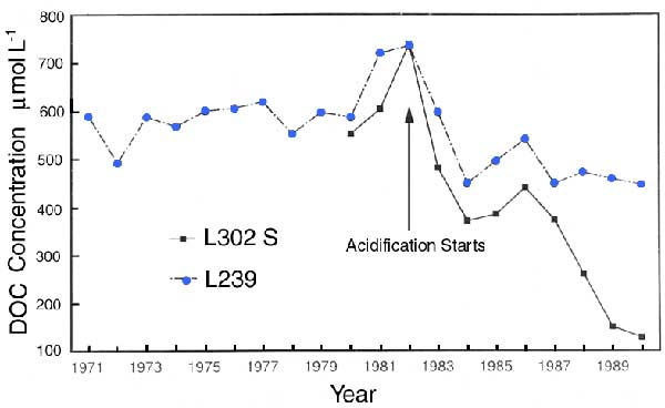 DOC concentrations in Lake 239, a reference lake, and 302S, an artificially acidified lake.