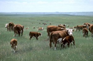Why Should We Invest in Creating Healthy Communities? - herd of cattle