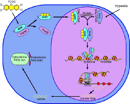 Whitlock JP Jr., Induction of cytochrome P4501A1. Annu Rev Pharmacol Toxicol  1999;39:103-25 