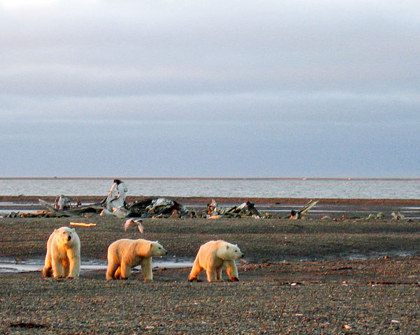Three polar bears on the Beaufort Sea coast, Arctic National Wildlife Refuge, source: http://commons.wikimedia.org/wiki/File:Polar_bears_on_the_Beaufort_Sea_coast.jpg
