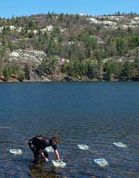 Kristy placing Mesocosms in a lake in Killarney Park, Ontario