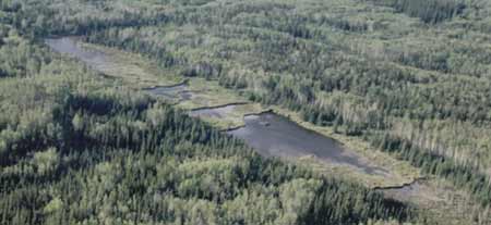 A sequence of beaver dams in northeastern Alberta