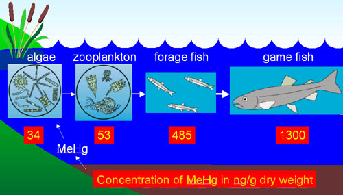 Accumulation and magnification of MeHg in an aquatic food chain diagram