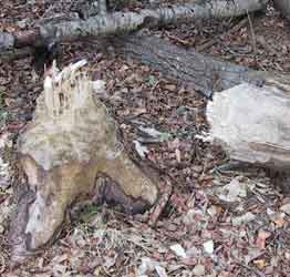 A one-year-old beaver stump