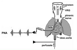 Dr. John Greer's lab