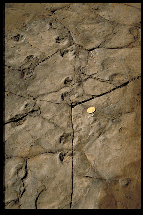 Quadruped footprints, Brule, NS