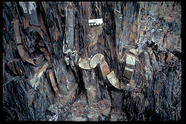 Approximately parallel fold (class 1) in sandstone, Cox's Cove, Newfoundland