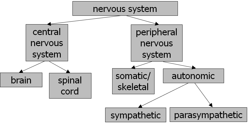 divisions of the nervous system
