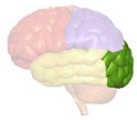 occipital lobe