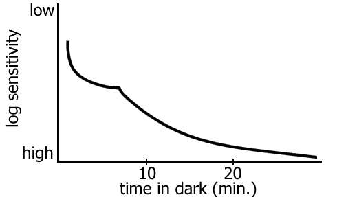 dark adaptation curve