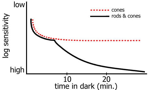 cone adaptation curve