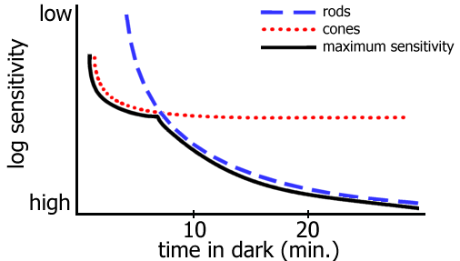 rod adaptation curve