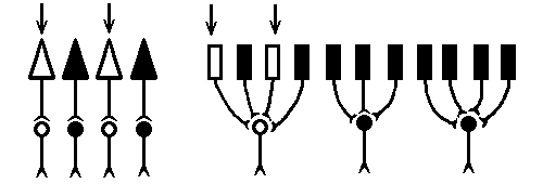 spatial summation