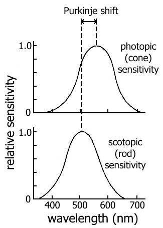 Purkinje shift