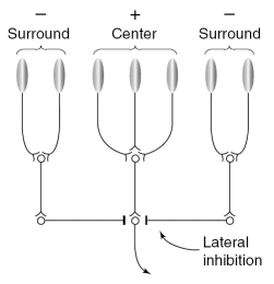 lateral inhibition