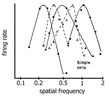 simple cell responses