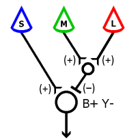 B+ Y- circuit