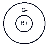 type 1 colour-opponent receptive field