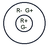 double colour-opponent receptive field