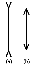 Müller-Lyer Illusion