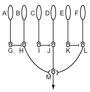 Reichardt circuit