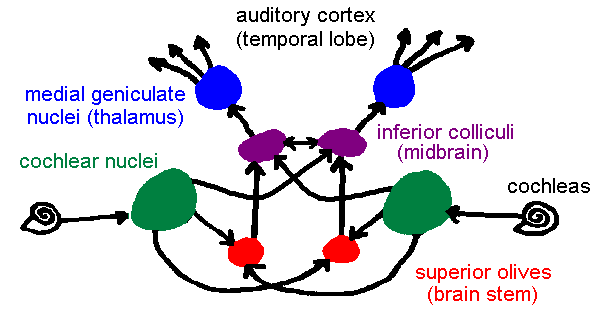 auditory pathways