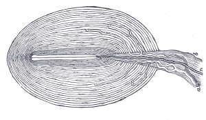 Pacinian corpuscle