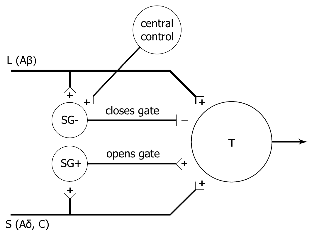 Gate Control Theory