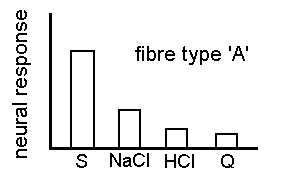 fibre type A responses