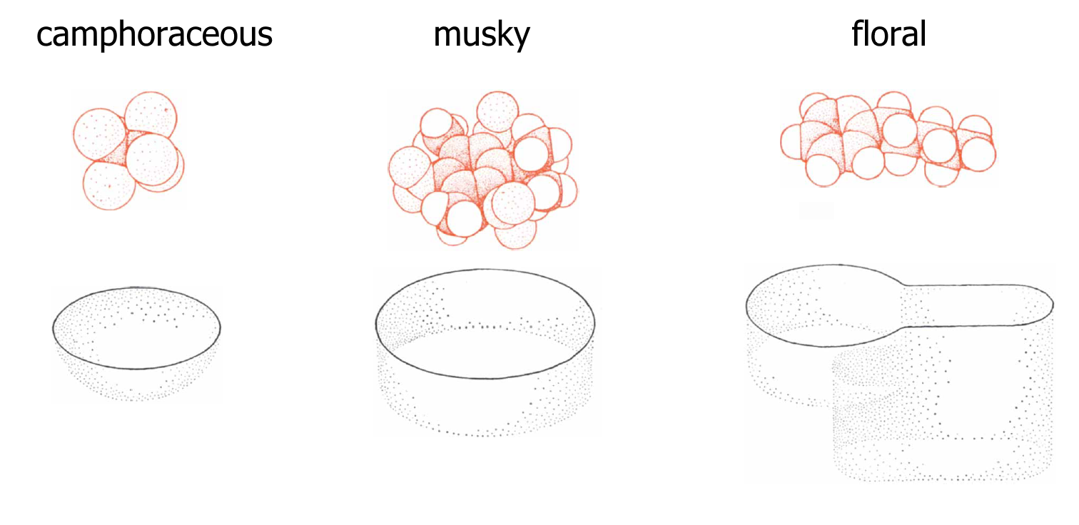 camphoraceous and musky molecules