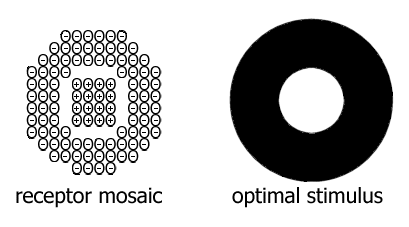 receptor mosaic/optimal stimulus