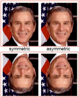 upright/inverted symmetric/asymmetric faces