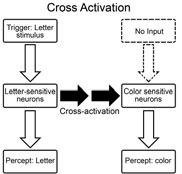 cross-activation