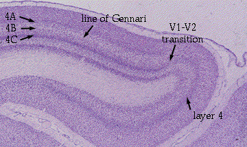 layers of visual cortex