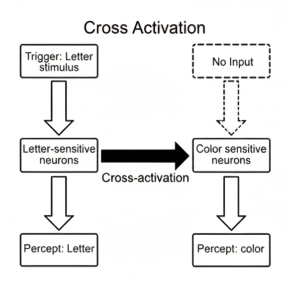 cross-activation