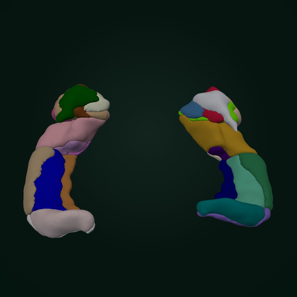 Hippocampus and amygdala in 3D